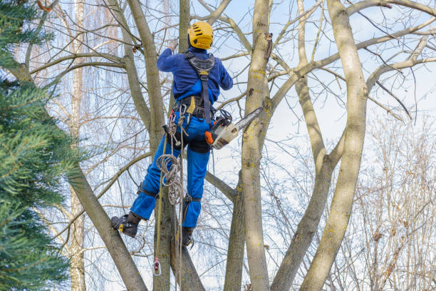 How Our Tree Care Process Works  in  St James, MN